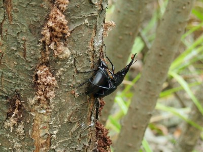 ノコギリクワガタ♂♀