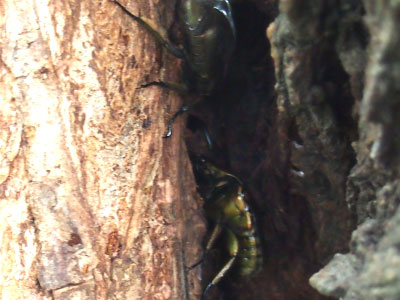 ヒラタクワガタ♂