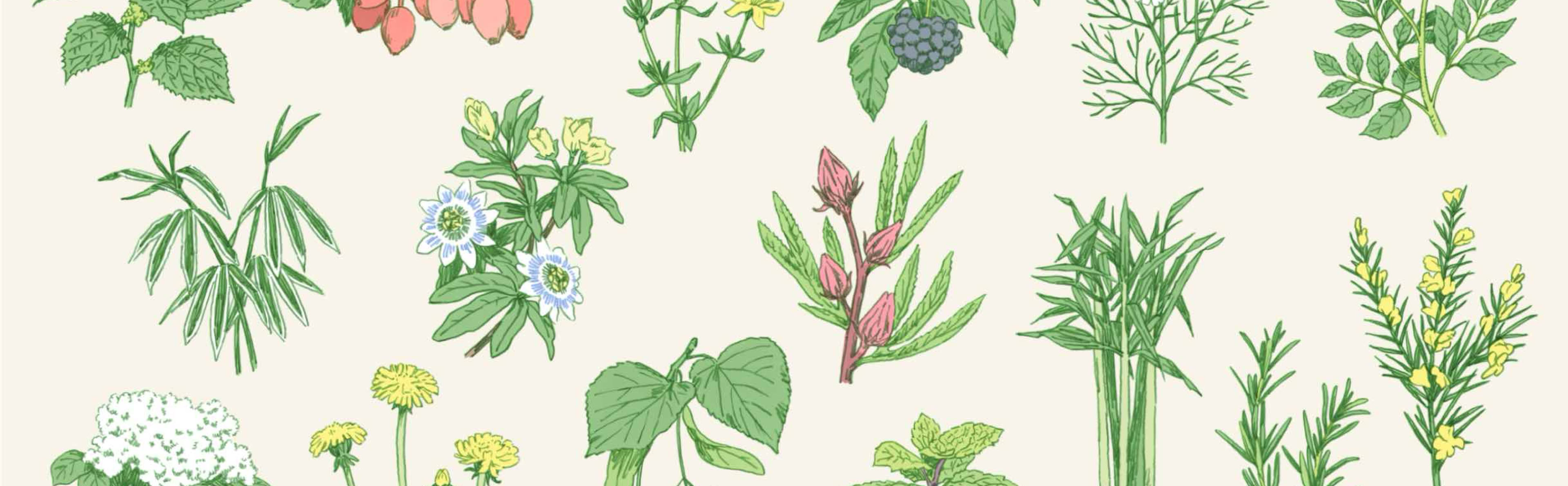 イラスト ジャーマンカモミール , パッションフラワー , リンデン , セントジョーンズワート , アンジェリカ , エルダーフラワー , ジンジャー , エゾウコギ , ローズマリー , ペパーミント , ハイビスカス , ローズヒップ , ルイボス , ネトル , クマザサ , ダンディライオン