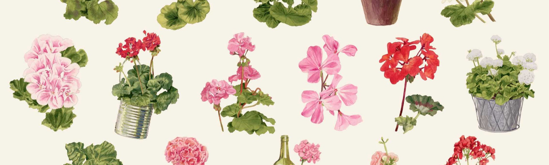 イラスト Tulpanpelargon , Dekorativa Pelargoner med olika bladfärg , Avenida Mosaik , Queen of Wien , First Yellow , Velvet Red , Katy 13 , Violino , Caliente Pink , Kronprinsesse Mary , Picotee Pink , Chokladpelargoner från Brocade-Serien , Zonalpelargon Tango Deep Rose With Eye , Astrid , Soft Coral , Guido