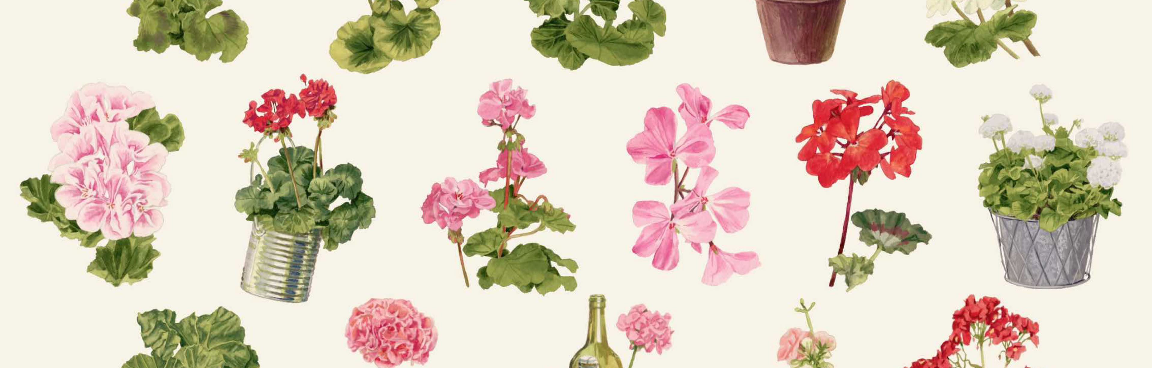 イラスト Tulpanpelargon , Dekorativa Pelargoner med olika bladfärg , Avenida Mosaik , Queen of Wien , First Yellow , Velvet Red , Katy 13 , Violino , Caliente Pink , Kronprinsesse Mary , Picotee Pink , Chokladpelargoner från Brocade-Serien , Zonalpelargon Tango Deep Rose With Eye , Astrid , Soft Coral , Guido