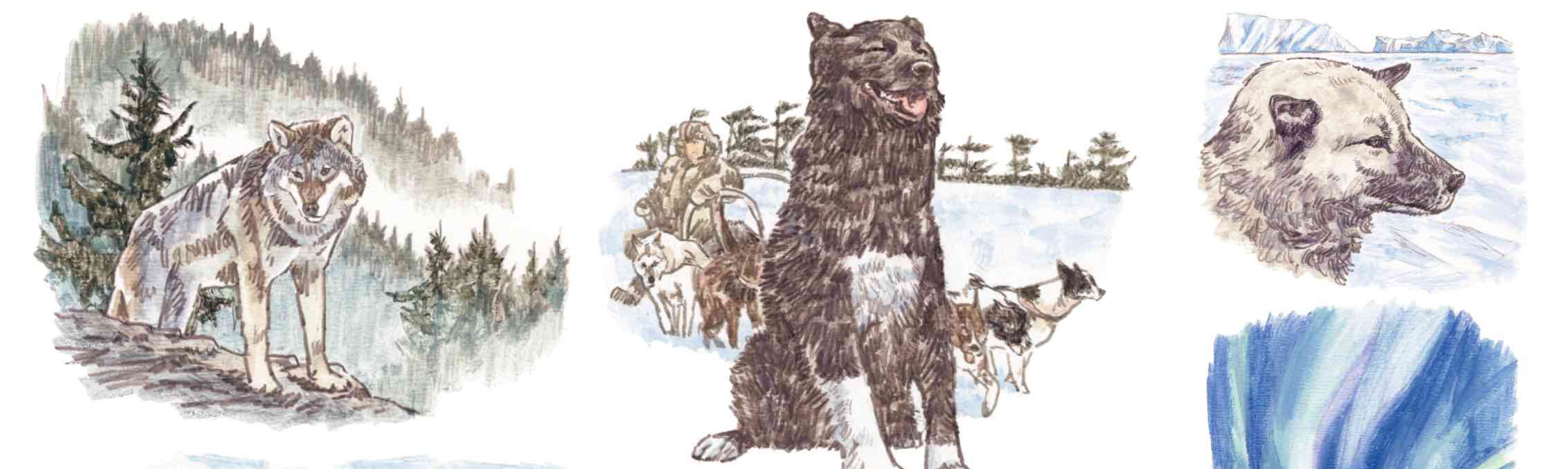 イラスト ガク（元祖カヌー犬 , ボーダーコリー）, リキ（南極·昭和基地 , 樺太犬）, バルト（アラスカ·ノーム）, アンナ（植村直己 , 北極横断 , シベリアンハスキー）, アラシ（猟師·今野保 , 猟犬·オオカミ犬）, アティカス（ミニチュアシュナウザー） うえむらのぶこ